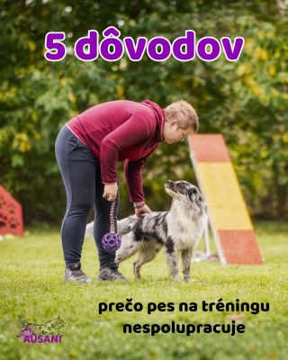 Našli ste sa v niektorom probléme? Ako ste ho vyriešili? 🐕 Napíšte nám do komentára vaše skúsenosti ⬇️