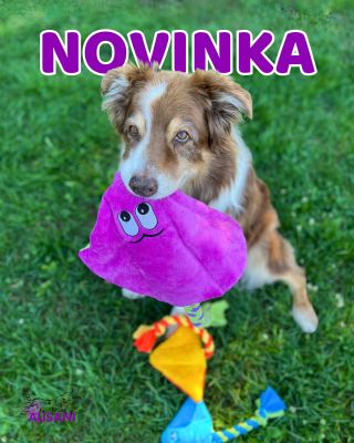 Na náš eshop ausani.sk prileteli hračky z Pískacích potvůrek 😍 S týmito tréningovými a odolnými hračkami máme už asi 4...