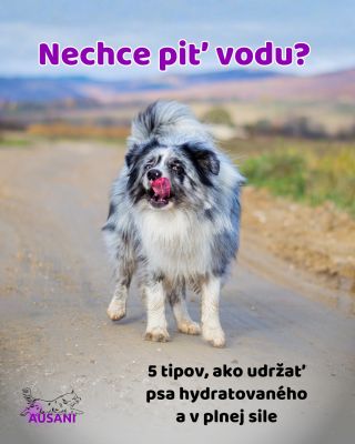 Ak máš psa, ktorý pije vodu všade a bez problémov, úprimne gratulujem. Je to veľká výhoda, ktorú si mnoho psovodov...