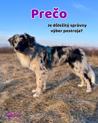 Zo života: Keď bol Nox malé šteniatko, chcela som mu kúpiť jednoduchý popruhový nastaviteľný postroj v jednom nemenovanom...
